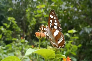 Butterfly in a national park