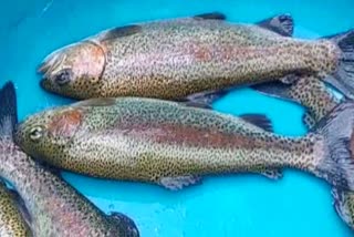 TROUT FISH FARMING UTTARAKHAND