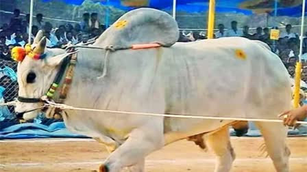 Ongole Bulls are Facing Serious Difficulties