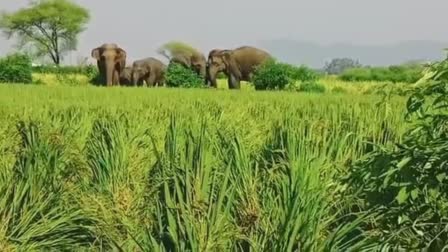 ELEPHANTS GROUP IN KAWARDHA