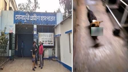 Bankura Hospital Dog