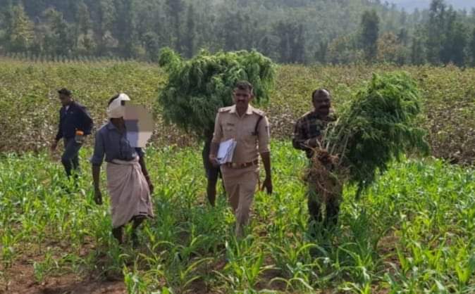 Barwani police action on Ganja crop