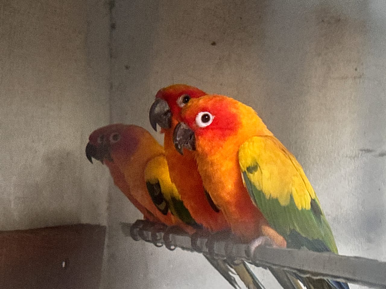 Sun Conure Birds