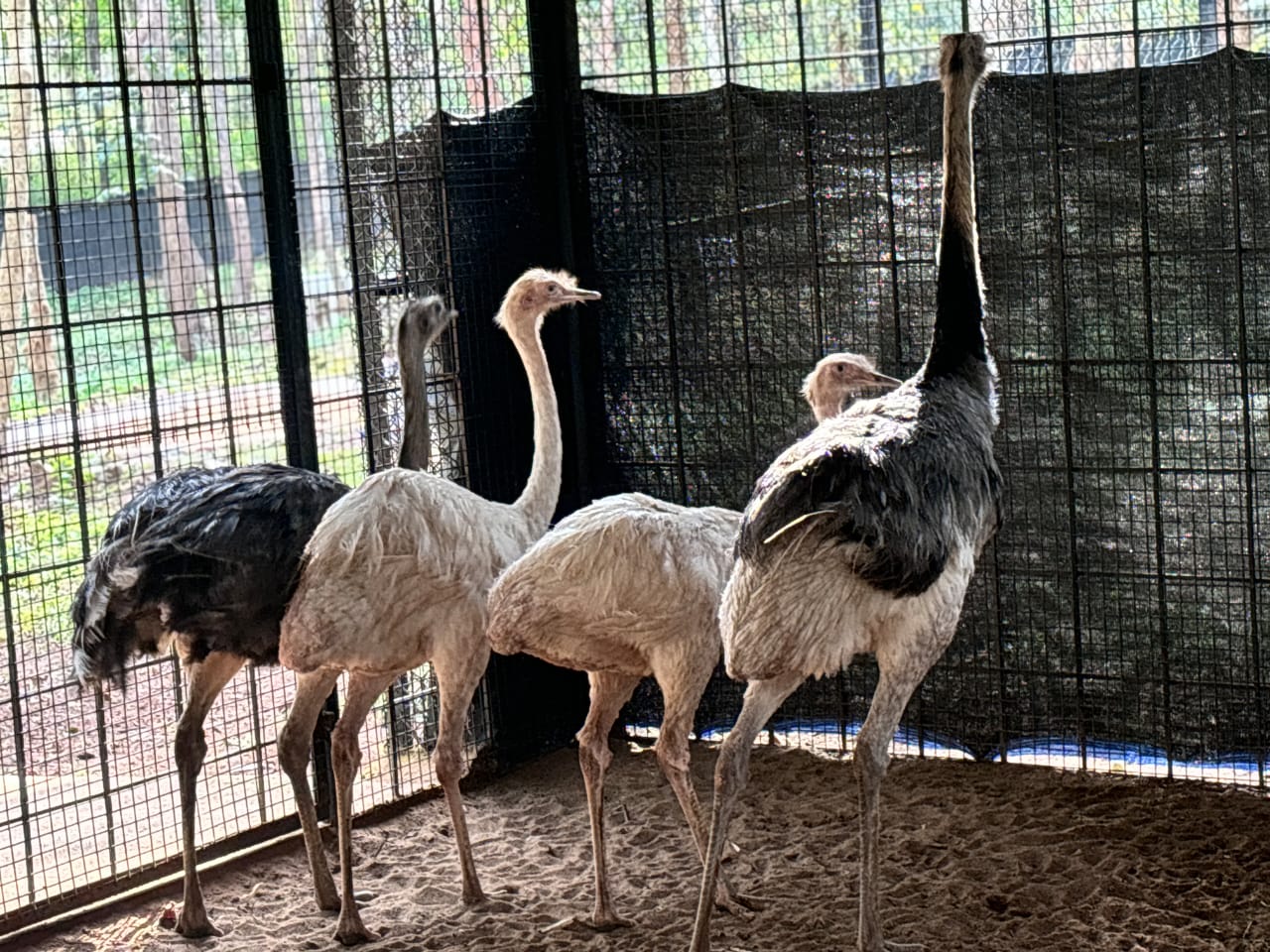 Lesser Rhea