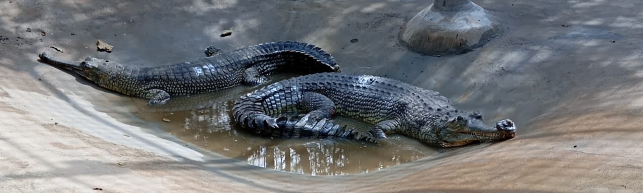 Crocodile