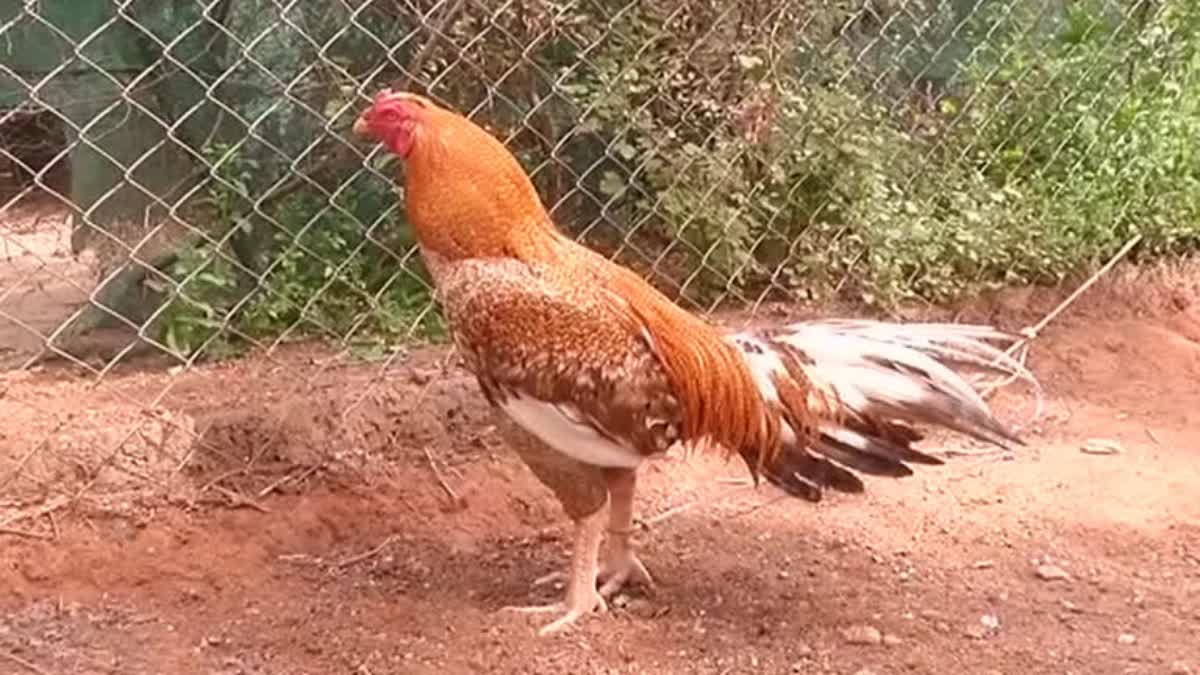 Fraud in name of Chicken delivery in Ranchi