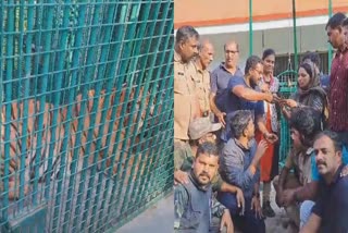 Tiger in puthoor zoo  നരഭോജി കടുവ വയനാട്  കടുവ അക്രമണം വയനാട്  man eating tiger captured from Wayanad  നരഭോജി കടുവയെ പിടികൂടി  വയനാട്ടിൽ കടുവയെ പിടികൂടി  പ്രജീഷിനെ അക്രമിച്ച കടുവ  Thrissur Zoological Park  തൃശൂർ സുവോളജിക്കൽ പാർക്ക്  tiger attack wayanad  Tiger attack in Wayanad  man death by tiger attack in wayanad  farmer death by tiger attack in wayanad