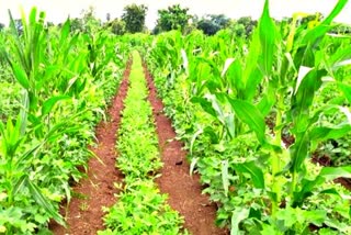 Himachal Natural Farming