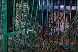 leopard caught in Bone