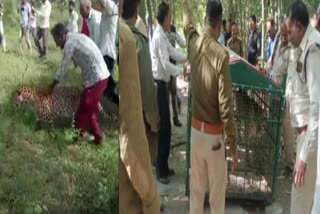 Madhya Pradesh: Ailing leopard with whom people clicked selfies recovers after 112 days, released in Kheoni sanctuary