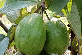 Cultivation of Taiwanese Guava in Palamu