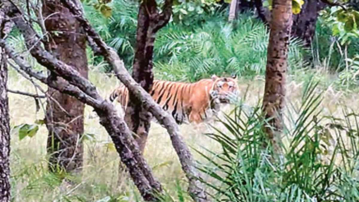 Tiger_in_Amrabad_Tiger_Reserve