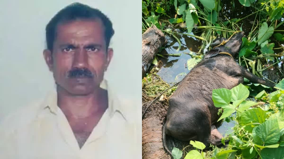 FARMER DIED IN PATHANAMTHITTA  കർഷകൻ കുഴഞ്ഞുവീണ് മരിച്ചു  BUFFALO DIED IN PATHANAMTHITTA  LATEST NEWS IN MALAYALAM