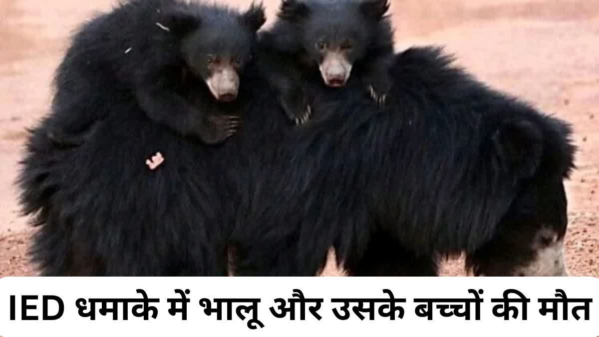 BEARS HIT BY NAXAL IED