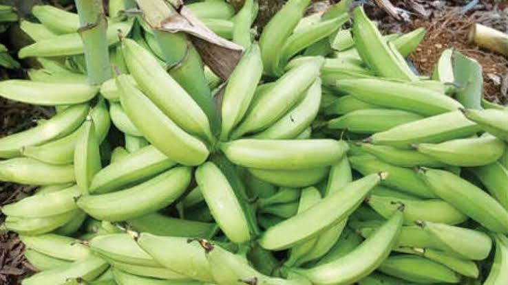 BANANA RATE HIKE  നേന്ത്രക്കുല വിലയിൽ വർധനവ്  RATE OF BANANA INCREASED  LATEST NEWS IN MALAYALAM