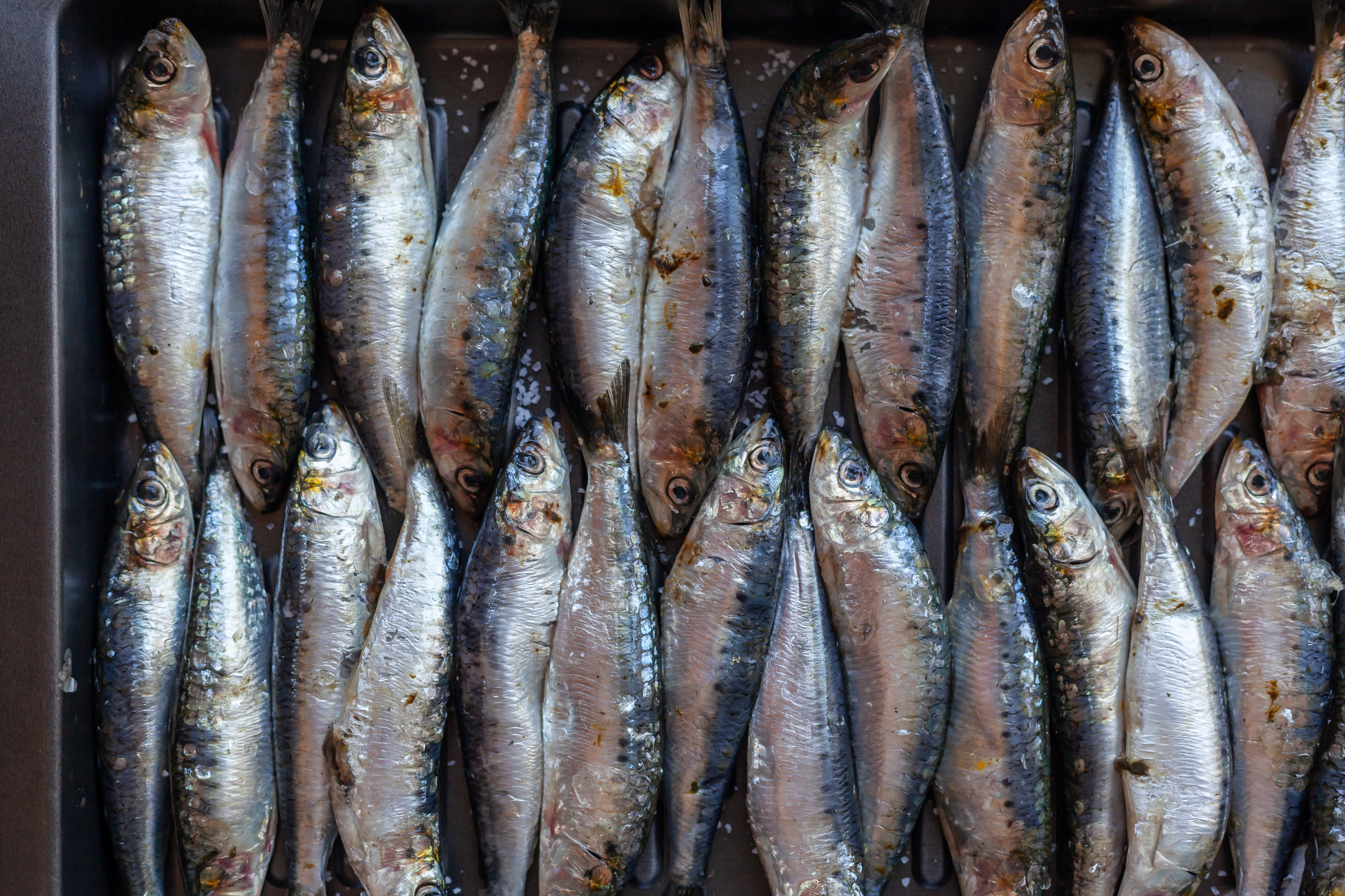 മത്തി വില കുറഞ്ഞു  SARDINE FISH RATE  SARDINE FISH PRICE KERALA  മത്തി വില കുത്തനെ താഴേക്ക്