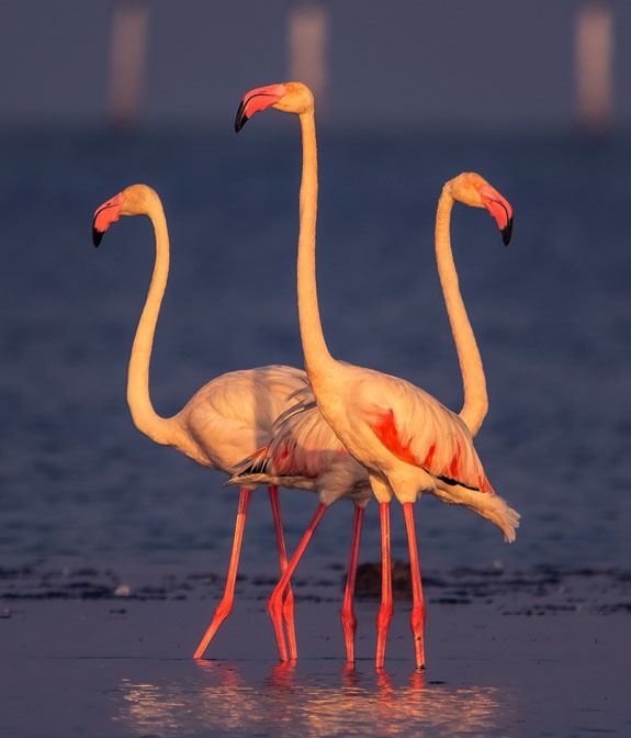 Winged Guests In Chilika