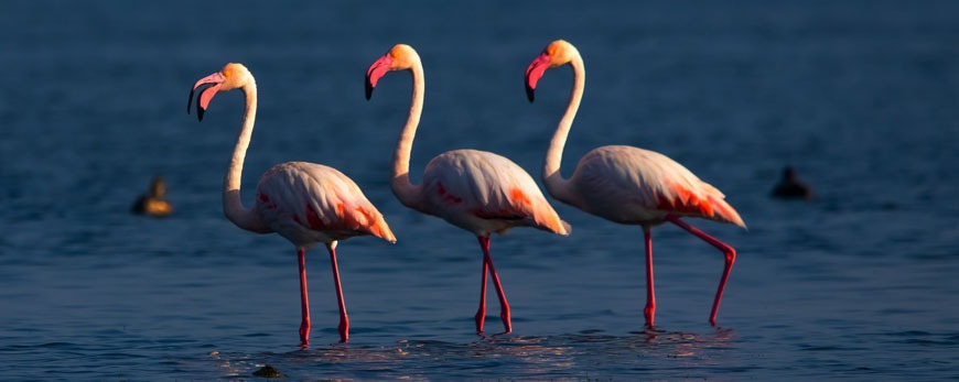 Annual Bird Census In Odisha