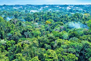 The Forest Officials Rescued the Devotees Who Were Lost in the Forest