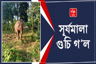 Female captive elephant Surjyamala passed away in Sonitpur