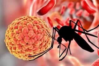 ZIKA VIRUS IN NELLORE