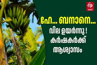 BANANA RATE HIKE  നേന്ത്രക്കുല വിലയിൽ വർധനവ്  RATE OF BANANA INCREASED  LATEST NEWS IN MALAYALAM