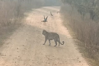 Panther Movement in Alwar