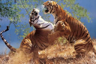 KANHA NATIONAL PARK TIGERS VIDEO