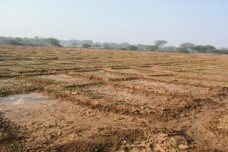 Poppy cultivation in Palamu