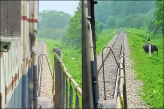 Elephant standing near railway track