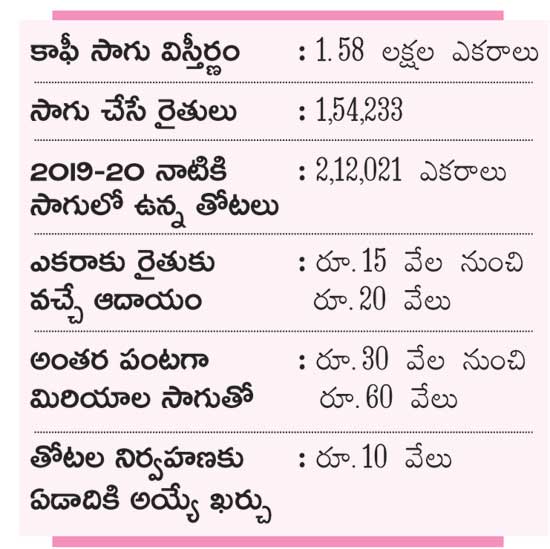 high coffee yield at vishaka manyam