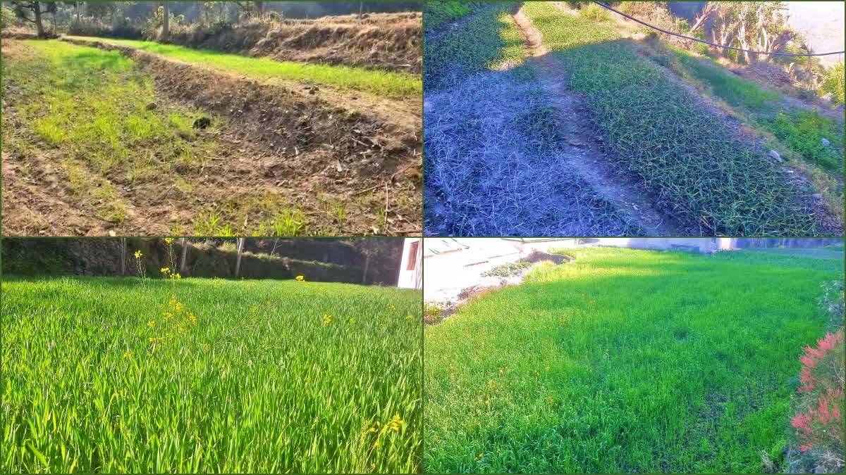 Wheat Crops Ruined without Rain in Bilaspur