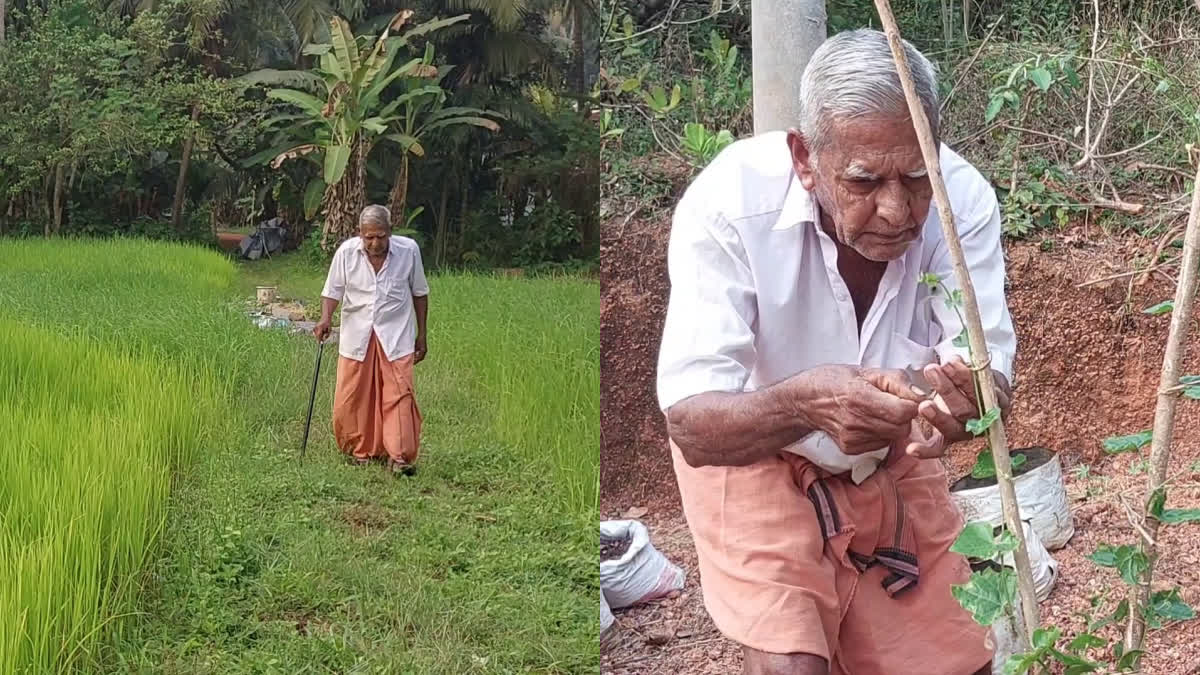 പാറയിൽ കുഞ്ഞിരാമൻ  വാർധക്യത്തിലും കൃഷിപ്പണി  Parayil Kunjiraman  93 year old farmer kannur