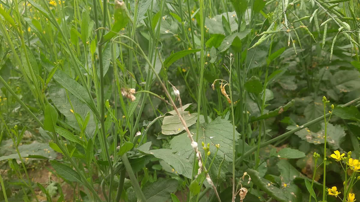 Danger of champa and rust disease in crop