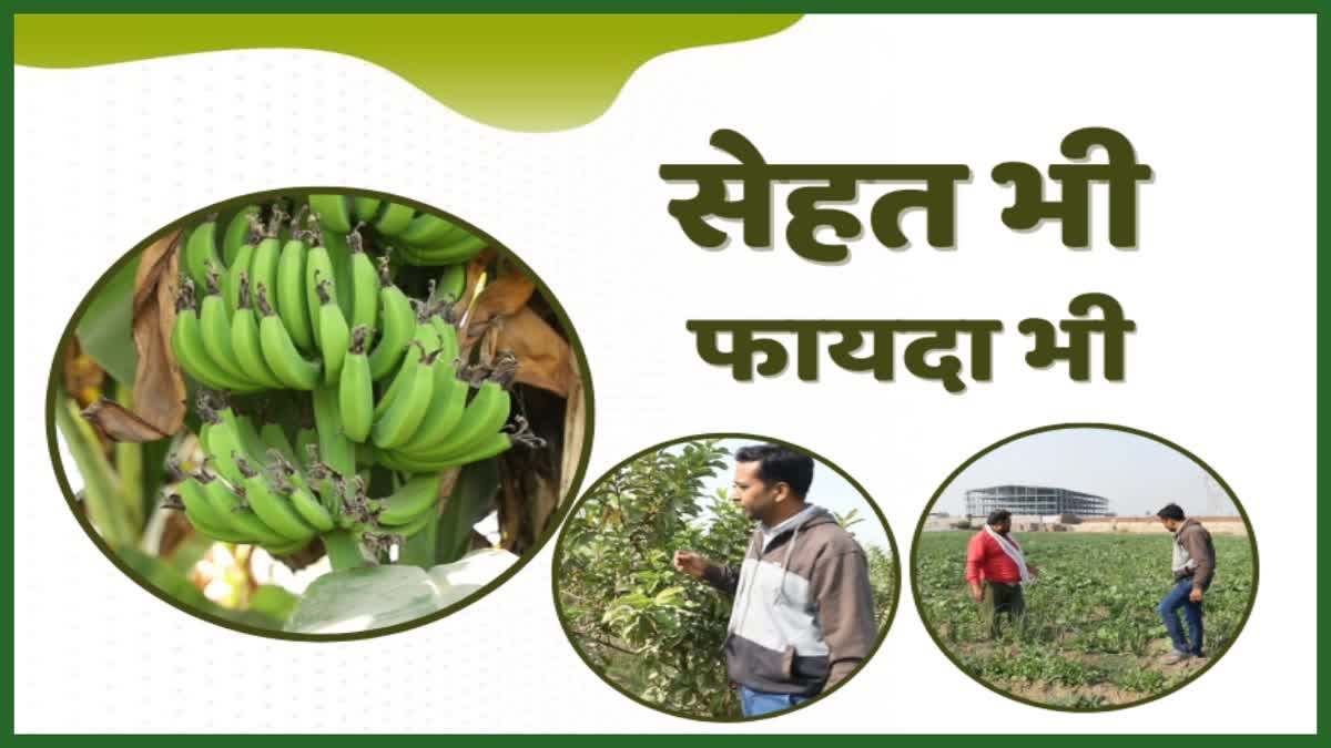 Organic Farming in Haryana