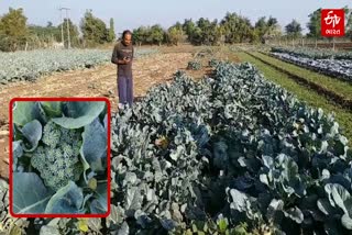 broccoli cultivation in junagadh