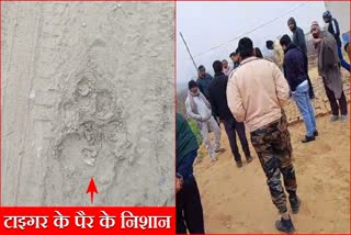 Tiger in Rewari