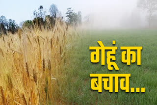 How to save wheat crop