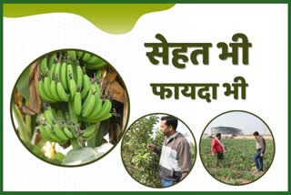 Organic Farming in Haryana