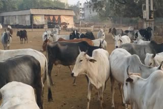 Cleaning campaign in cowsheds