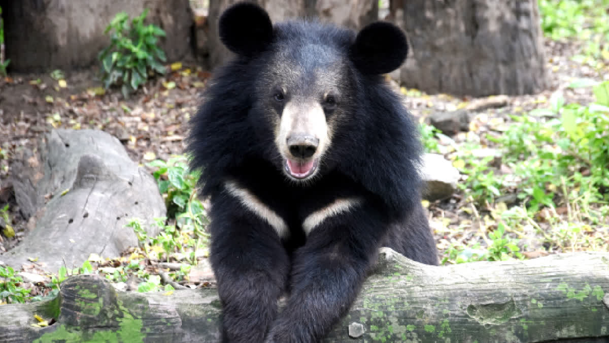 Chhattisgarh: Bear Trapped By Hunters Dies, Cub Rescued By Forest Officials; Locals Cry Negligence