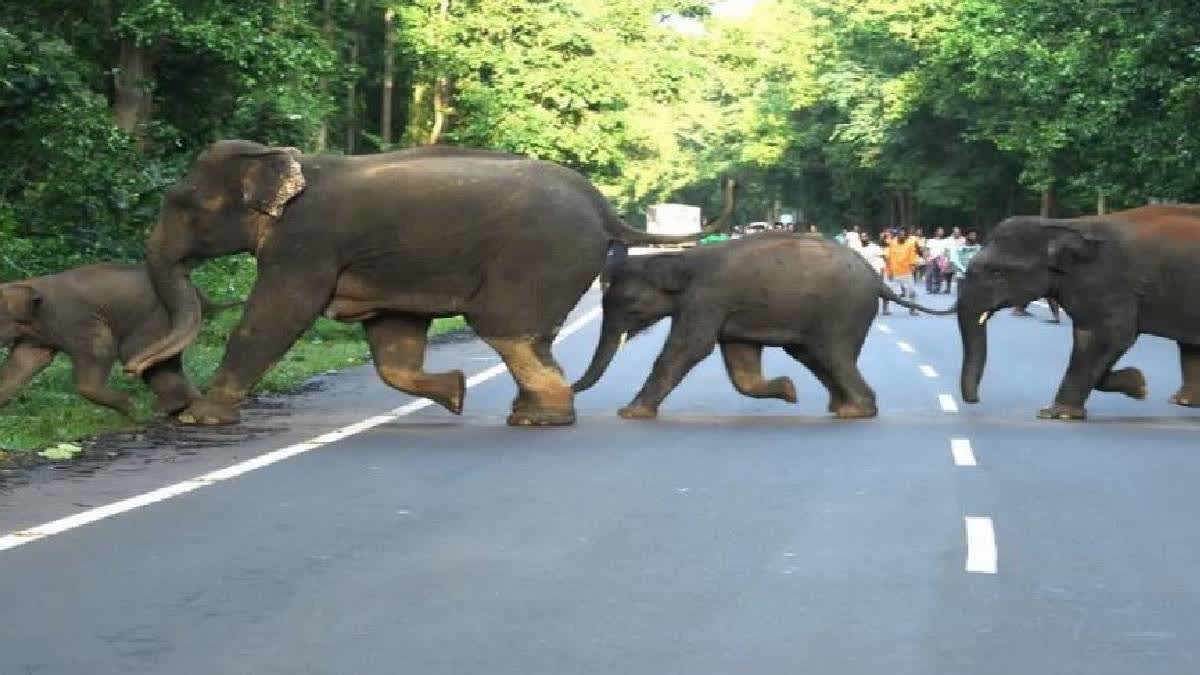 Struggle For Survival Leading To Rising Human-Elephant Conflicts in Chittoor