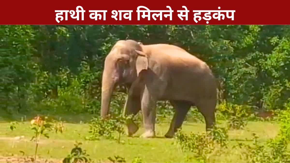 ELEPHANT DEATH IN SURAJPUR