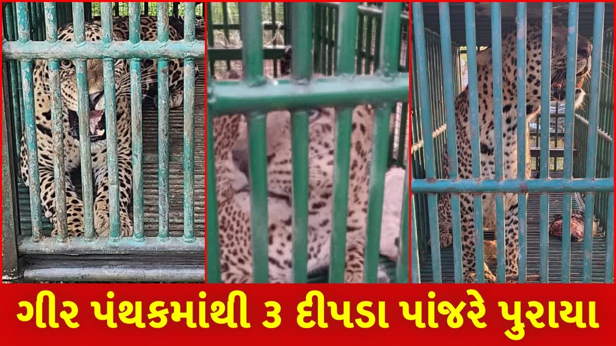 ગીર પંથકમાં આતંક મચાવનાર ત્રણ દીપડા અંતે પાંજરે પુરાયા