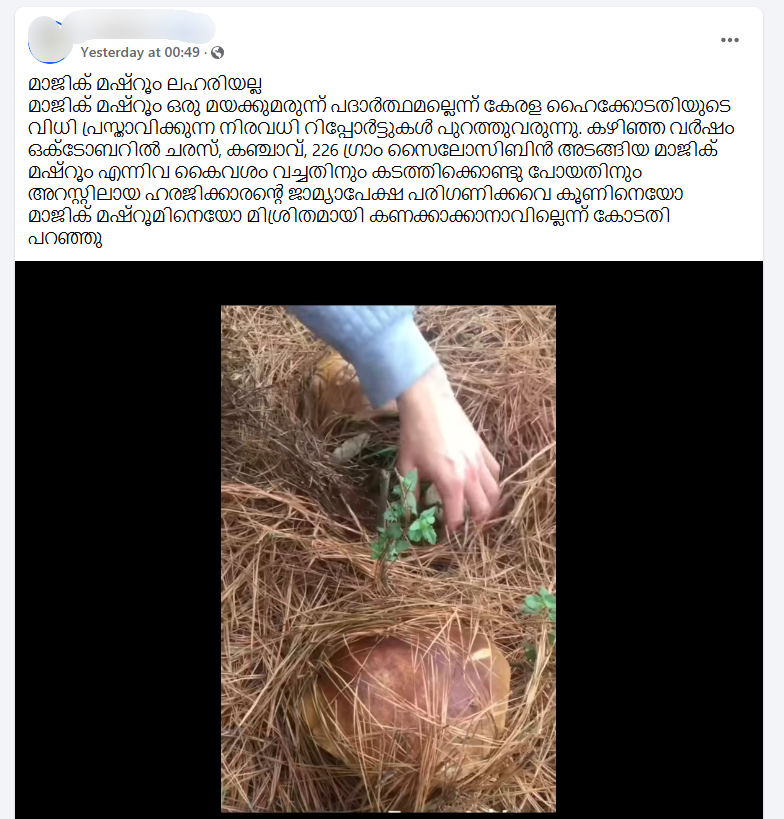 USING MAGIC MUSHROOMS IS ILLEGAL  WHAT IS MAGIC MUSHROOM  USES OF MAGIC MUSHROOM  മാജിക് മഷ്റൂം