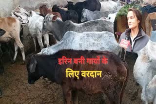 जर्मनी की इरिन बनी गायों के लिए वरदान