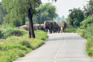 Elephants In Chittoor District