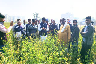 Chemical damages mustard crop