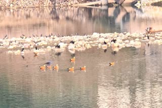 Uttarakhand Records 117 Species In Asian Waterbird Census At Asan Wetland