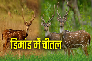 MADHYA PRADESH CHITAL SHIFTING